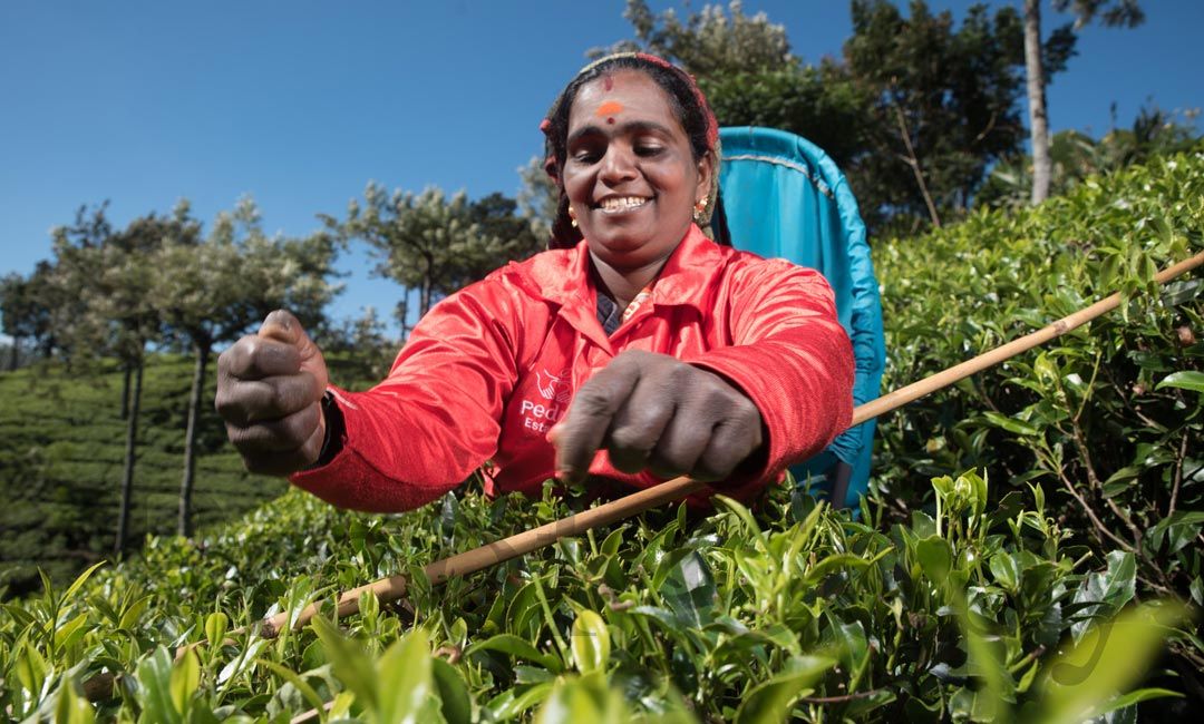 Lady Plucking Ceylon Tea by Mabroc