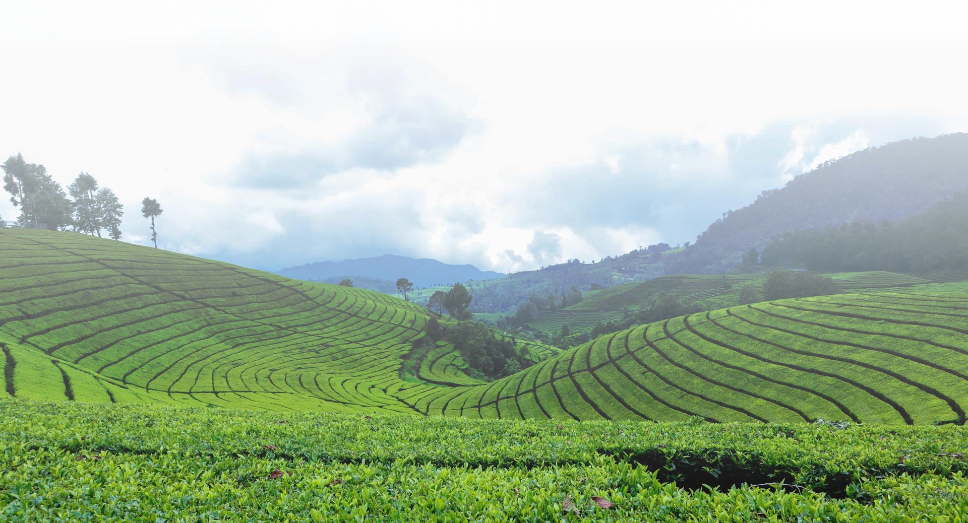 Tea Estates in Sri Lanka