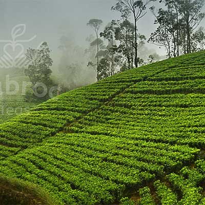Mabroc Lovers Leap Tea Plantation