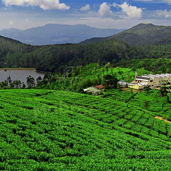 Mabroc Lovers Leap Tea Estate