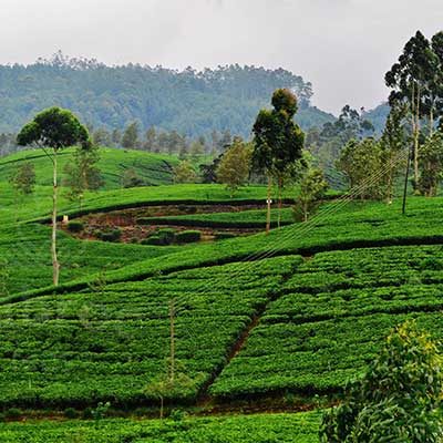 Mabroc Lovers Leap Tea Estate
