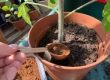 Tea for Plants - Re-Use Your Tea