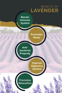 Benefits of Lavender 