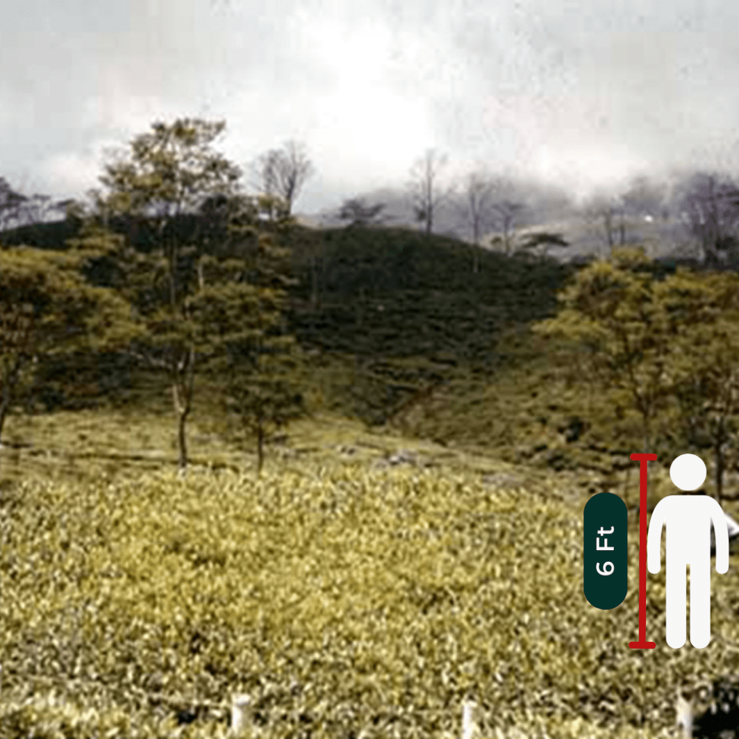 The Worlds’ Largest Tea Bush - Mabroc Tea Blog