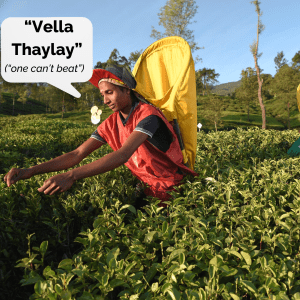 The Pitaratmali Estate Tea Bush - Mabroc Tea Blog