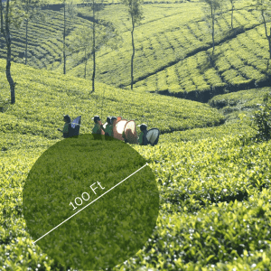The size of the tea bush – a 100 Ft in diameter behemoth