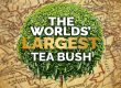 Worlds' Largest Tea Bush - Mabroc Tea Blog