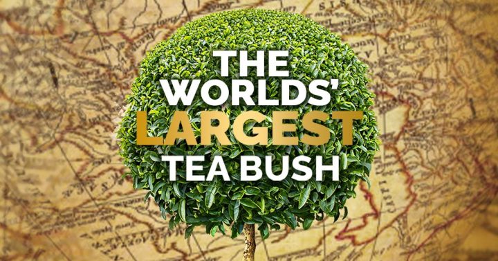 Worlds’ Largest Tea Bush Worlds' Largest Tea Bush - Mabroc Tea Blog