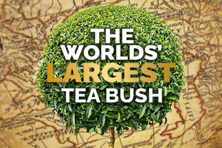Worlds' Largest Tea Bush - Mabroc Tea Blog