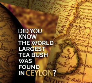 Worlds' Largest Tea Bush - Mabroc Tea Blog